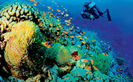 Mách bạn những típ đi du lịch ngắm san hô ở Phú Quốc?